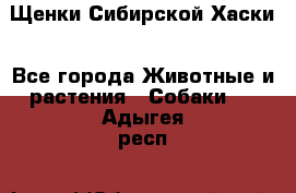 Щенки Сибирской Хаски - Все города Животные и растения » Собаки   . Адыгея респ.